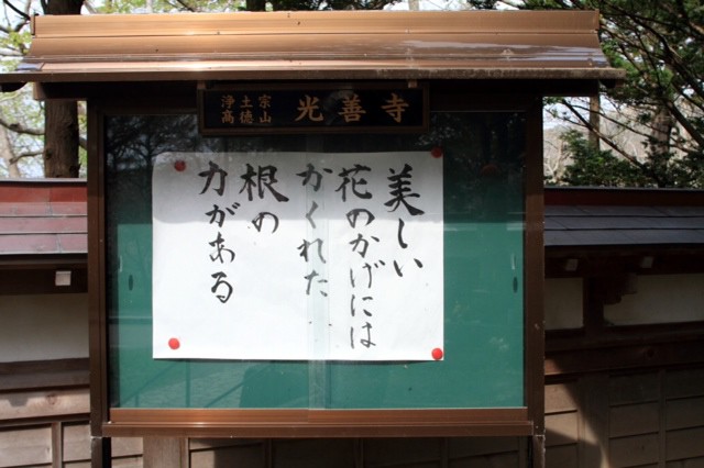 染井吉野と血脈ザクラ