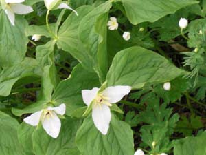 ☆5月11日☆帯広市野草園からフライデーリポート☆