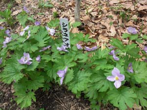 ☆5月11日☆帯広市野草園からフライデーリポート☆