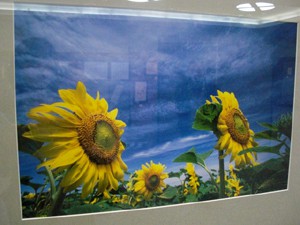 ☆11月16日☆未来交響展☆