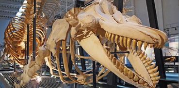 足寄だけで発見アショロア!足寄動物化石博物館 新村龍也さん