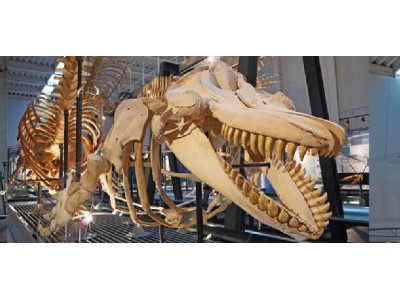泳いでいるようなクジラ骨格を見るなら、足寄動物化石博物館